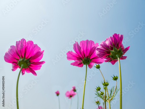 beautiful cosmos flower on the blue sky