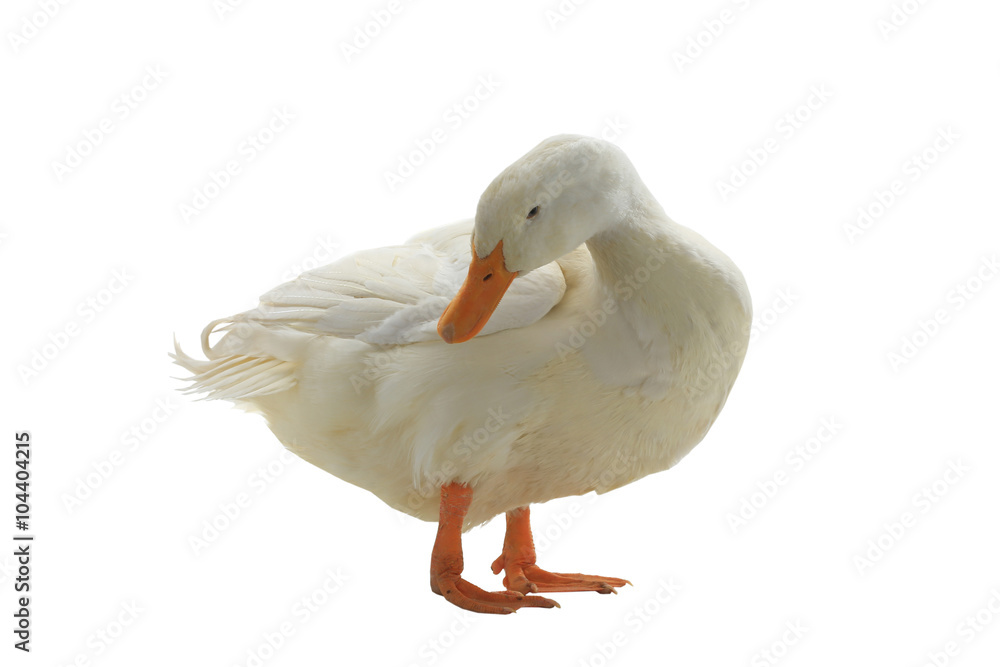 Obraz premium duck