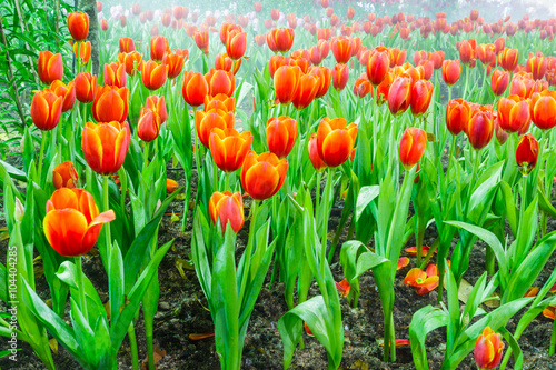 tulip garden in nature