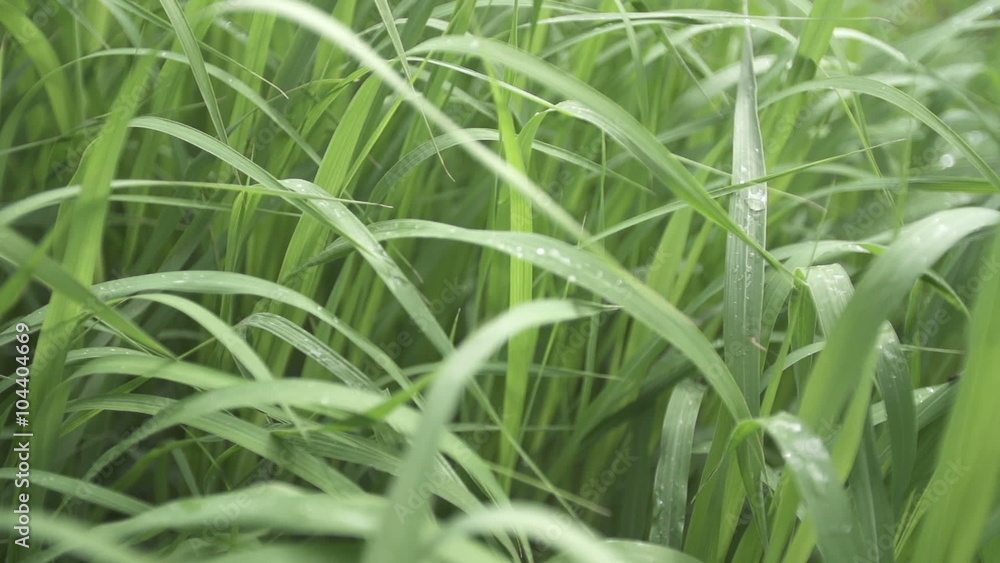 Tracking shot of fresh grass. Green plants are growing in garden. Close-up of dew drops on blades of grass. Dew on blades of grass in garden
Tracking shot of fresh grass. Green plants are growing in garden. Close-up of dew drops on blades of grass. Dew on blades of grass in garden