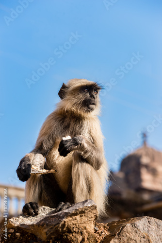 Fototapeta Naklejka Na Ścianę i Meble -  Indian monkey