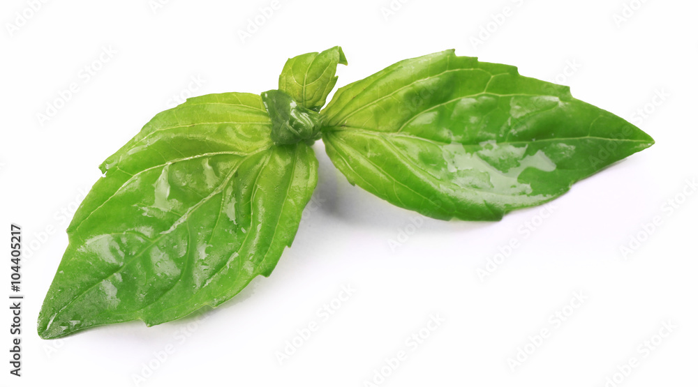 Fototapeta premium Wet basis leaves isolated on white