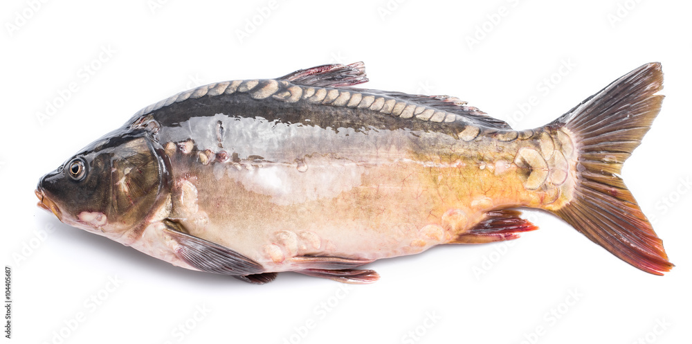 Common carp -food fish.