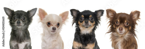 young longhair chihuahuas
