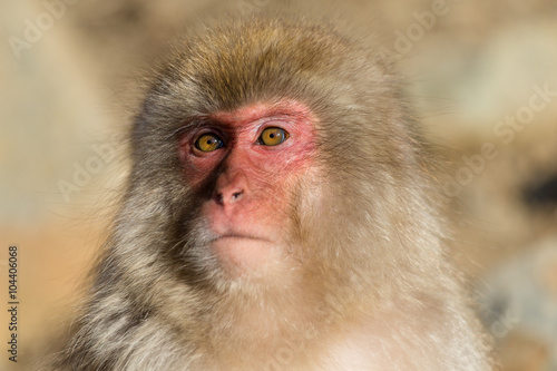 Cute monkey in Japan