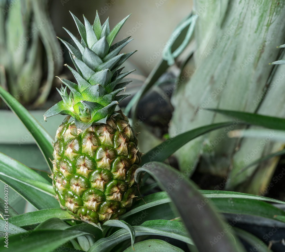 Obraz premium Pineapple plant.