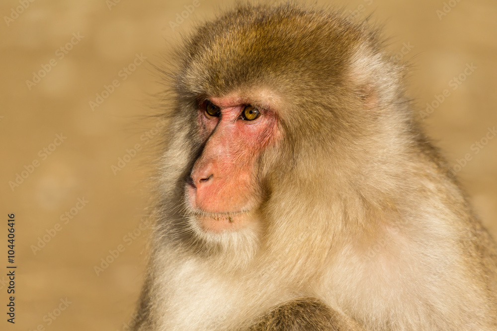 Monkey close up Monkey close up