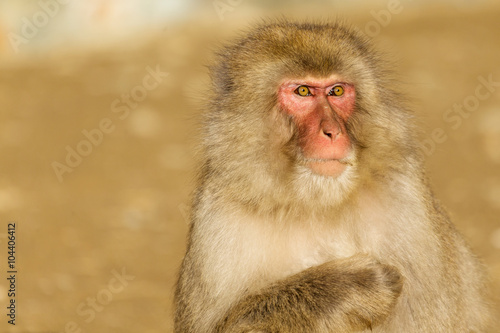 Close up of monkey