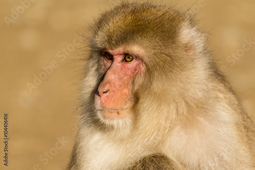 Monkey close up © leungchopan