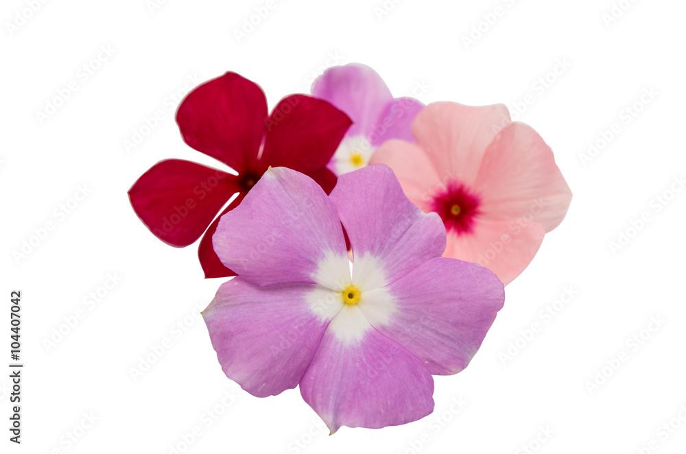 Fototapeta premium vinca rosea Flower Catharanthus