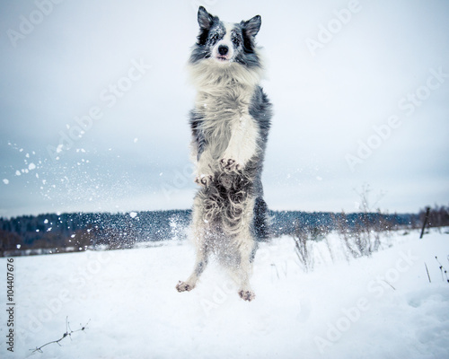 Happy border collie dog jumping © 279photo