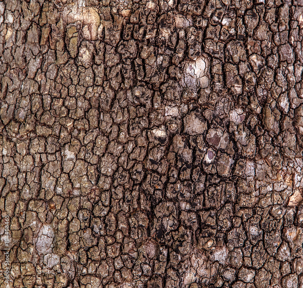 tree bark background