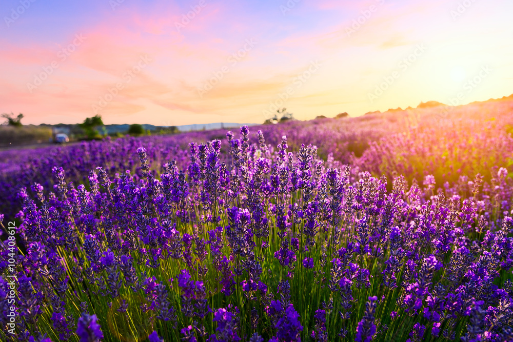 Sunset over a violet lavender field