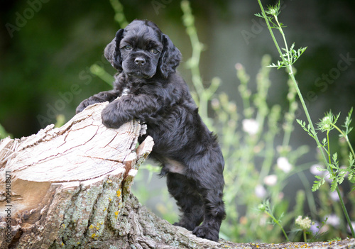 Obraz na płótnie american cocker spaniel puppy