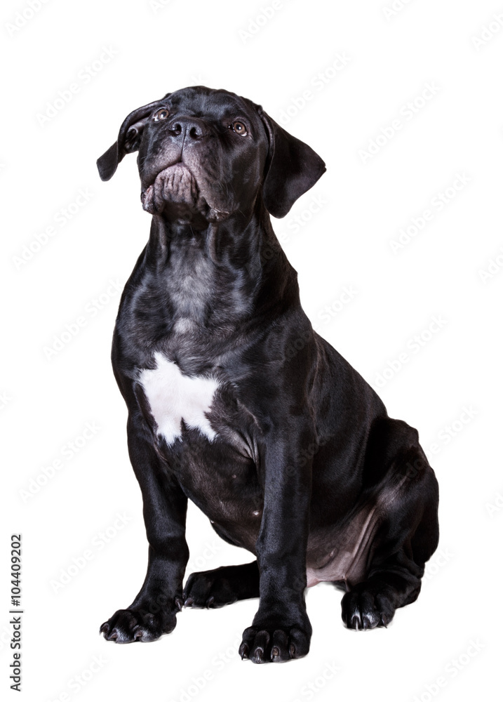 dog African Boerboel dog African Boerboel