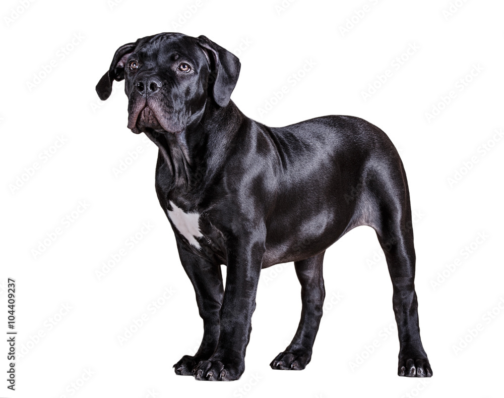 Dog African Boerboel Dog African Boerboel