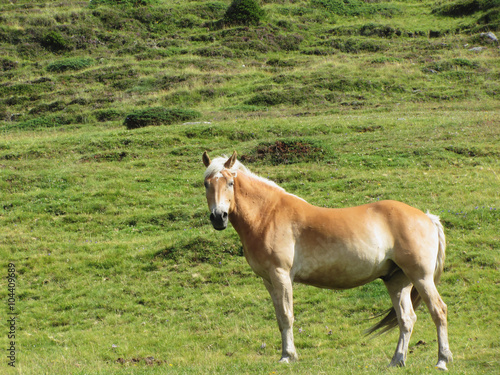 Single horse in an alpine pasture . Sesto Dolomites  South Tyrol  Italy