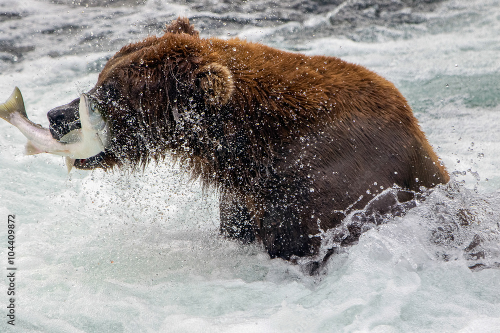 Fototapeta premium Grizzly catching a salmon