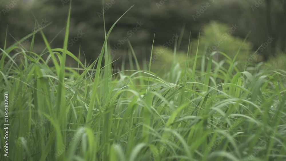 Tracking shot of fresh grass. Green plants are growing in garden. Close-up of dew drops on blades of grass. Dew on blades of grass in garden
Tracking shot of fresh grass. Green plants are growing in garden. Close-up of dew drops on blades of grass. Dew on blades of grass in garden