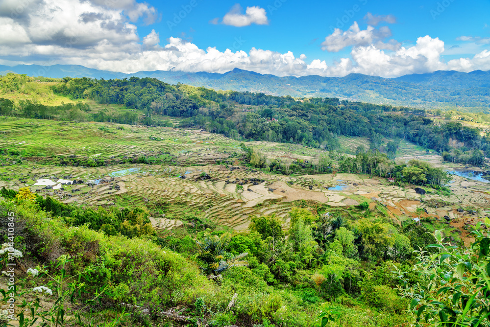 Green rice field  in Tana Toraja