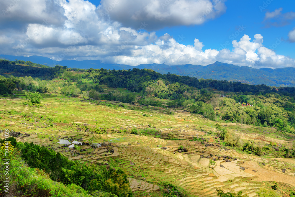 Green rice field  in Tana Toraja