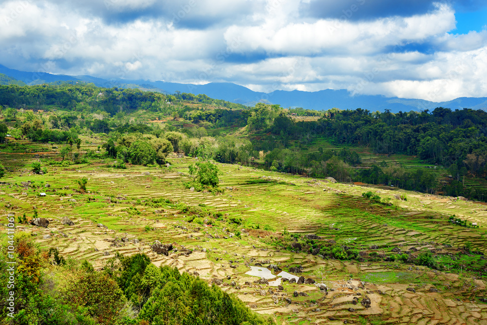 Green rice field  in Tana Toraja