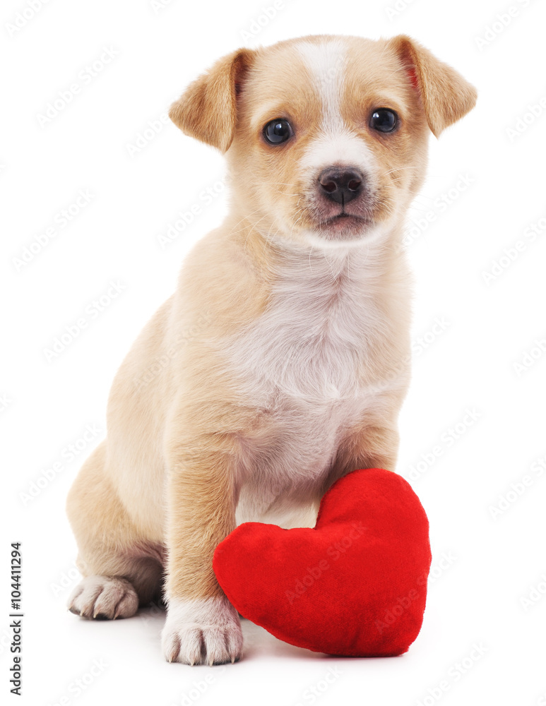 Brown puppy with heart.
