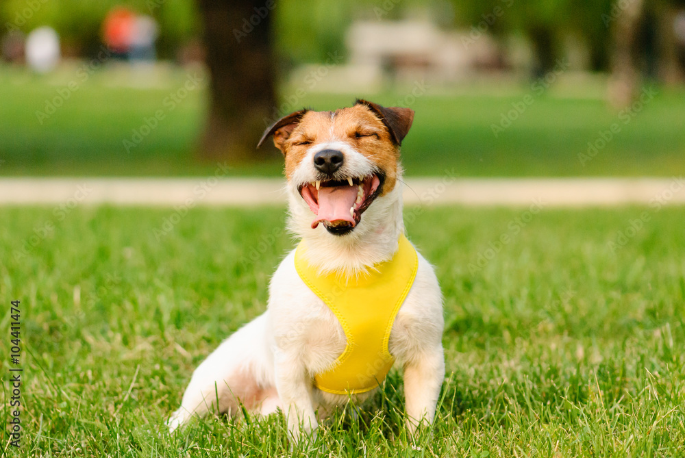 Happy dog sitting and yawning