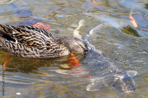 Ente schnappt nach Koi