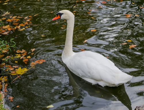 Mute swan  Cygnus olor  in pond of autumnal city park  Europe