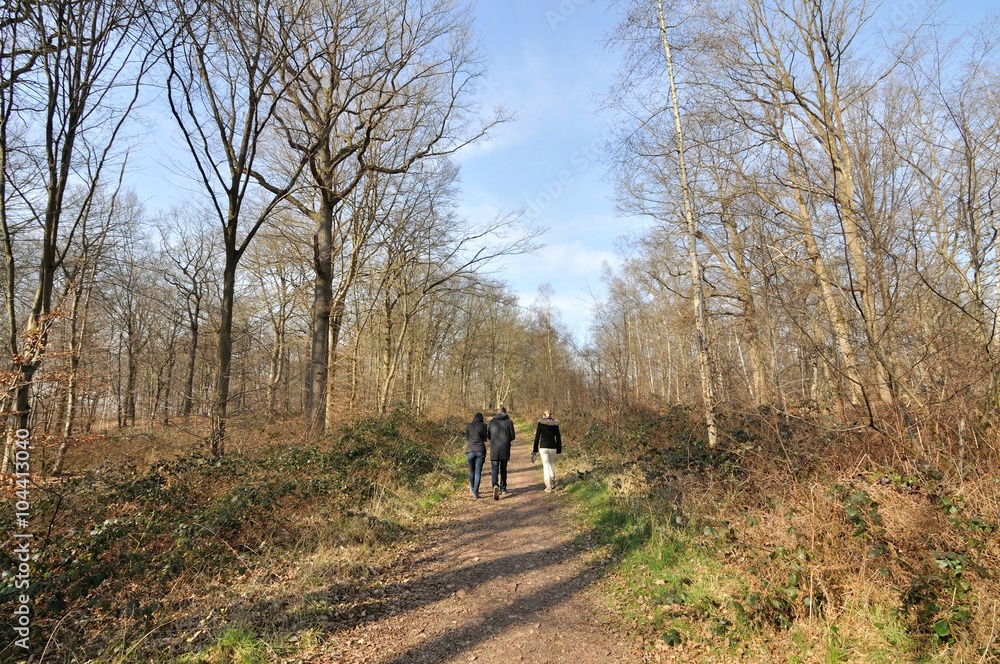 Trois personnes vues de dos se promène en forêt en hiver Trois personnes vues de dos se promène en forêt en hiver