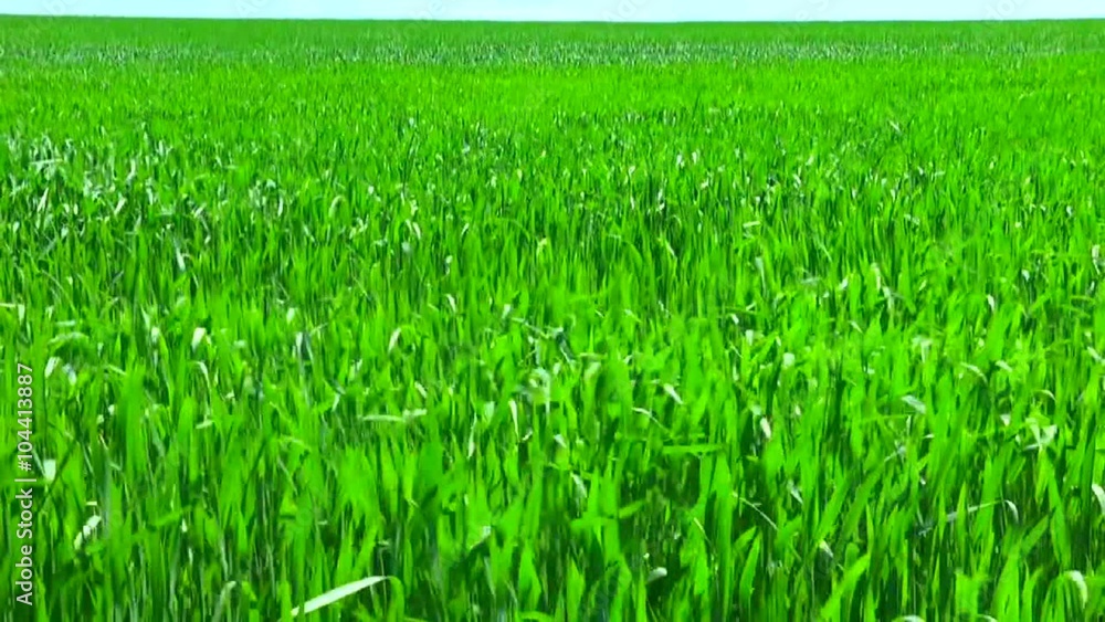 Green wheat field Green wheat field