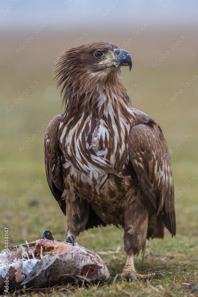 Fototapeta premium Young white tailed eagle