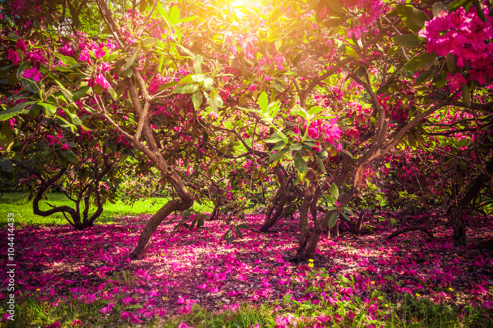Magnolia trees and flowers in park, sun shining, romantic mood. - obrazy, fototapety, plakaty 