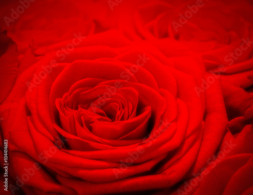 Red rose background. Romantic love greeting card