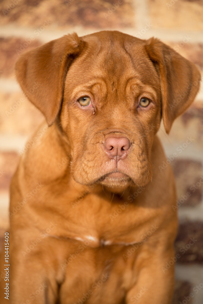 Bordeaux dog puppy portraite