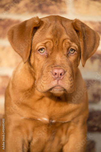 Bordeaux dog puppy portraite