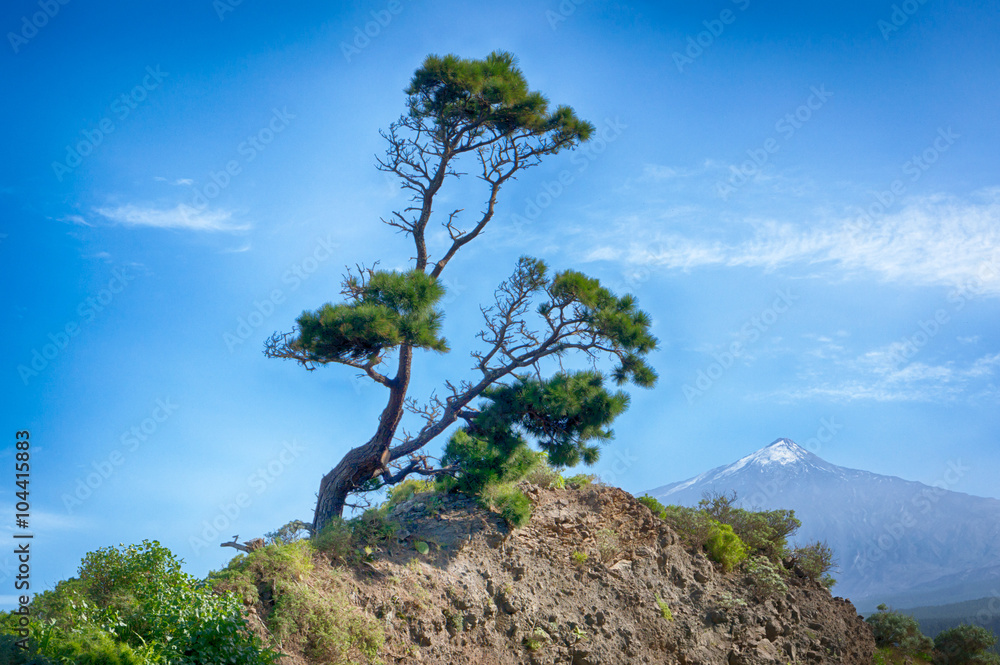 Obraz premium Lonely tree and Teide volcano