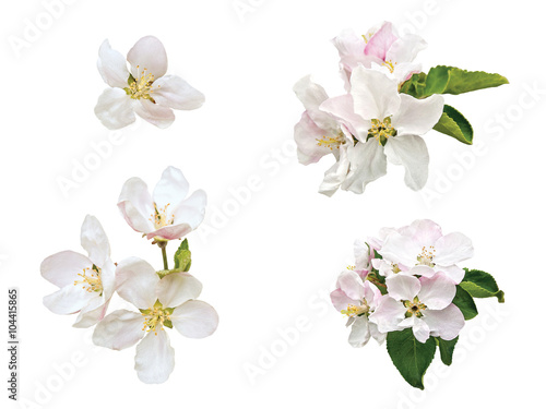 The apple-tree flowers isolated on a white background