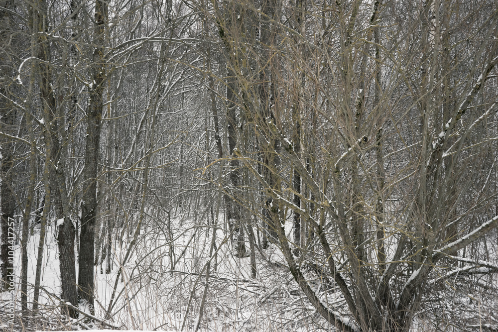 Thicket of the forest in winter