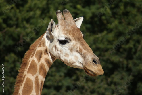 Photography Giraffes head