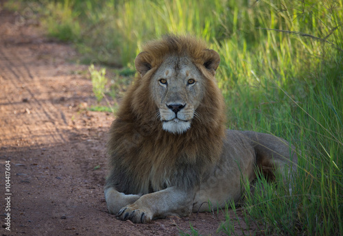 King lion on african savannah