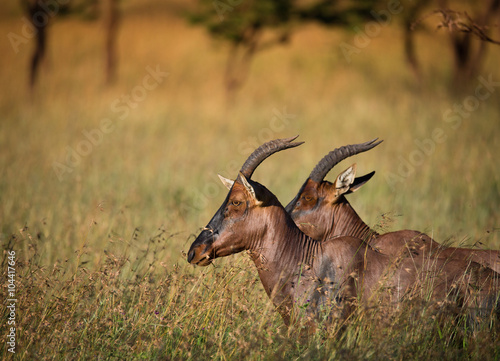 Antelope Tobi on african savannah