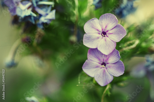 Natural summer blurred background with lilac flowers  toned imag