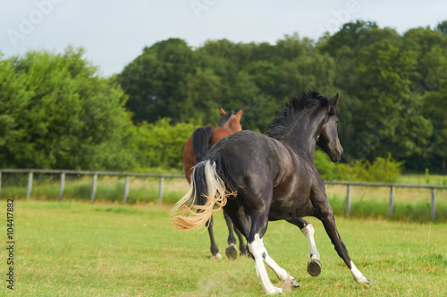 Running horses on british farm during summertime