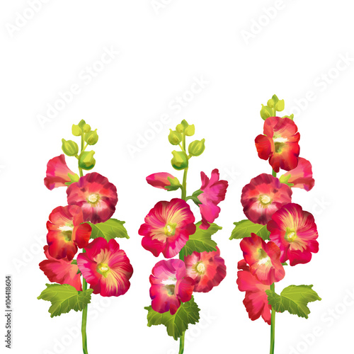 hollyhock flower digital illustration