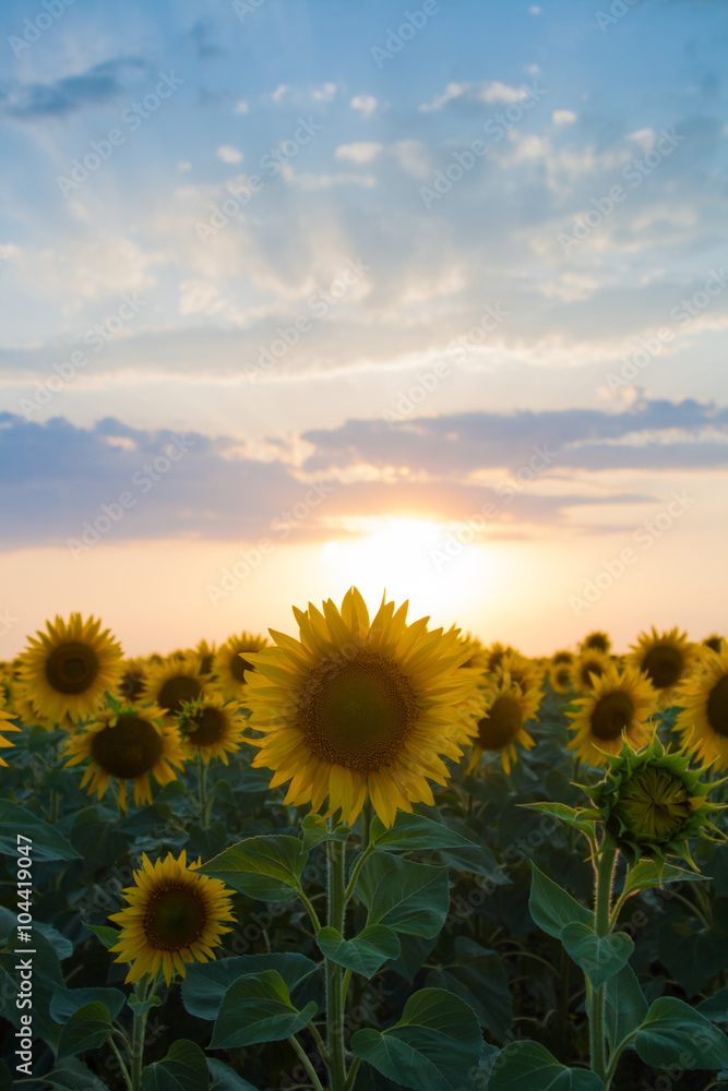 Sunflowers on the sunset