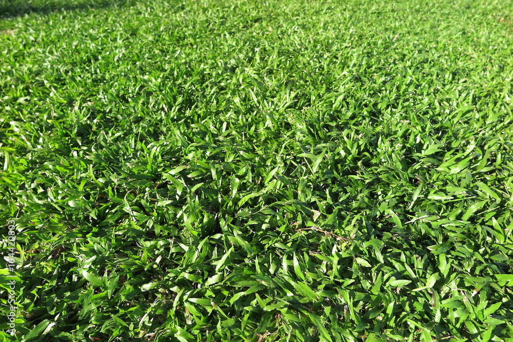 Freshly mown lawn grass in the Vietnam central street Freshly mown lawn grass in the Vietnam central street