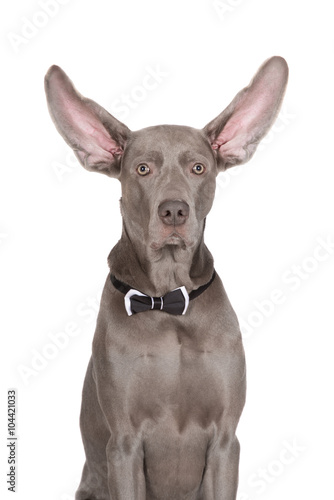 Fototapeta Naklejka Na Ścianę i Meble -  funny weimaraner dog with ears up