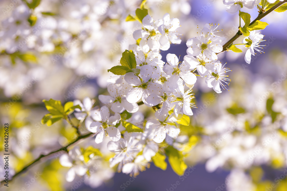 Spring cherry blossoms Sakura